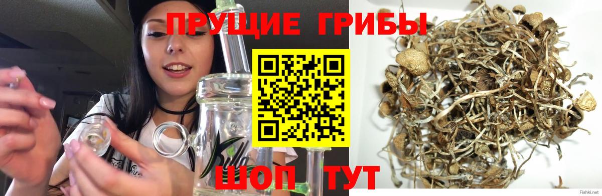 Борисоглебск  Псилоцибиновые грибы GOLDEN TEACHER  сколько стоит  Вход с VPN  Галлюциногенные грибы Magic Shrooms 